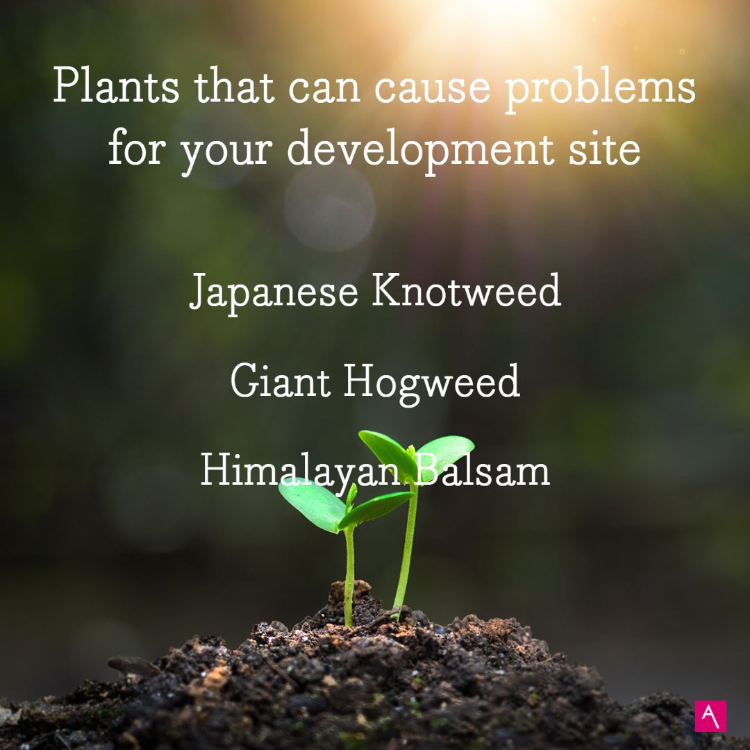 AshdanGroup's tweet photo. What kinds of plants should you look out for on your development site?

Can they cause actual harm to your development?

Yes, they can!

Check out our blog for more information on the impact to your development site!

#development #plants https://t.co/oAkhY4fNzj