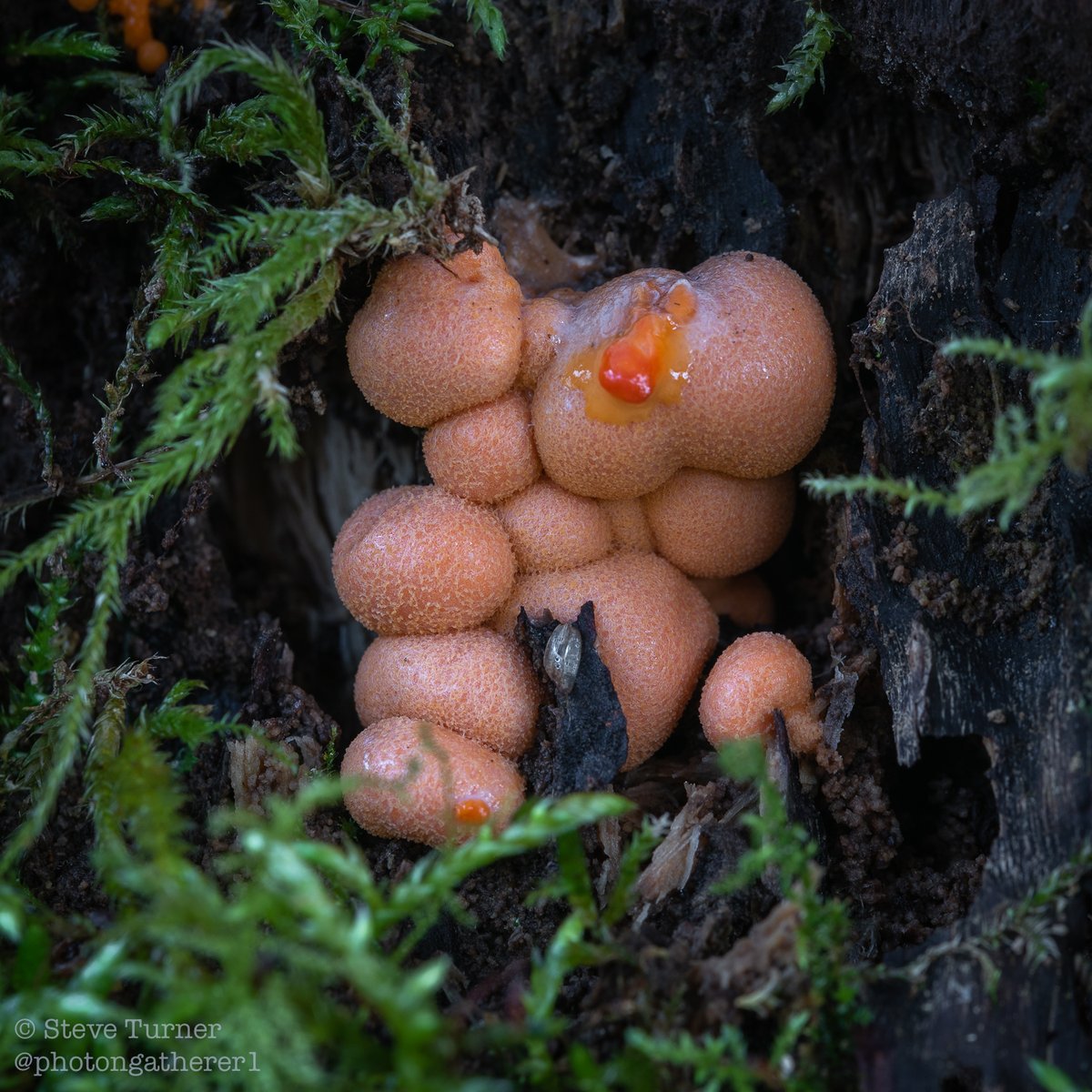 photongatherer1's tweet photo. Lycogala epidendrum 48 hour update #WolfsMilk #spring @BBCSpringwatch #NaturePhotography https://t.co/6d6e4JMlB0