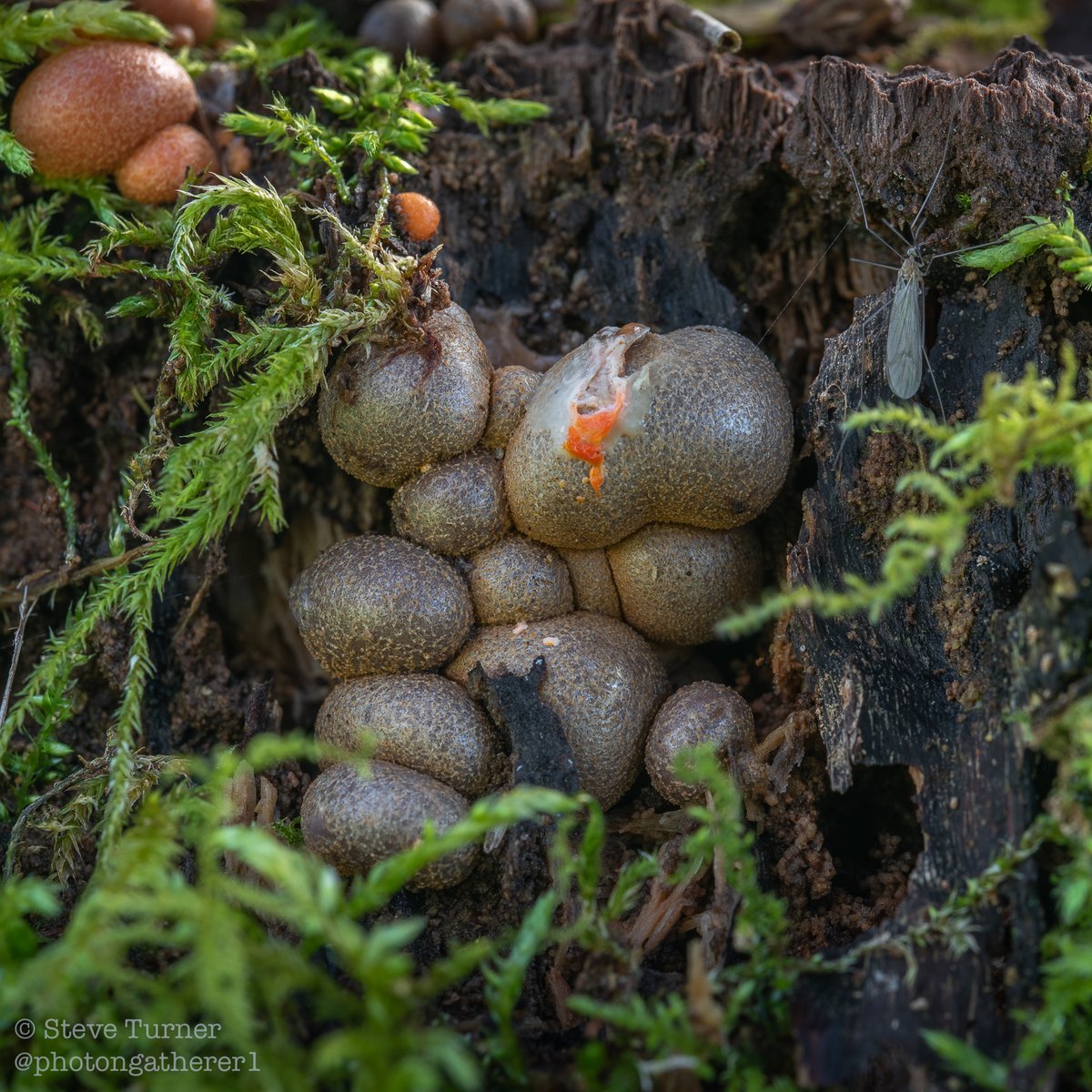 photongatherer1's tweet photo. Lycogala epidendrum 48 hour update #WolfsMilk #spring @BBCSpringwatch #NaturePhotography https://t.co/6d6e4JMlB0