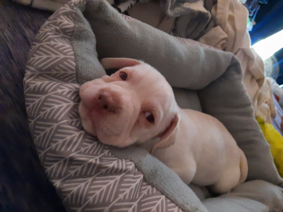 SmoakandAsh's tweet image. If you&apos;d like, everyone say hello to Mando. He&apos;s home &amp;amp; in his new bed &amp;amp; has met all his new siblings &amp;amp; is just plum wore out. 💚 #puppymom #newpuppy #adoption