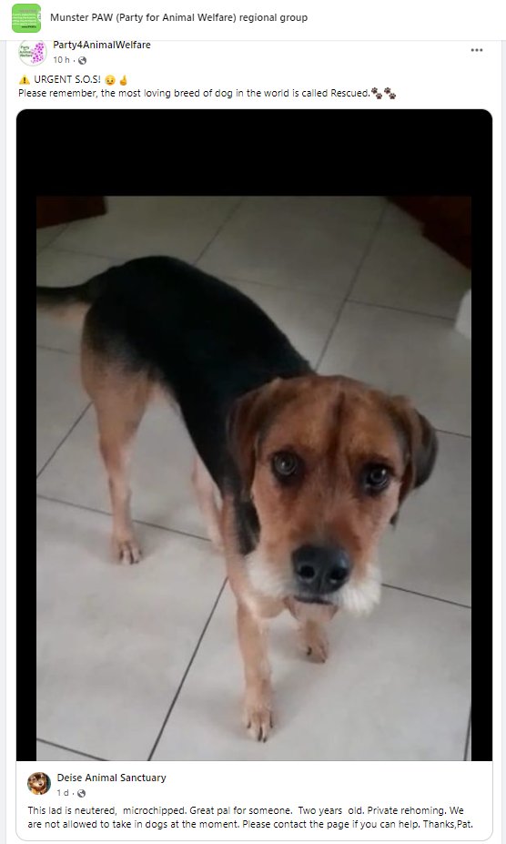 AnimalPartyIE's tweet photo. URGENT S.O.S!
#sosanimals
#sosdog
Please remember, the most loving breed of dog in the world is called Rescued.
https://t.co/4QoK6ZTThh
#AdoptDontBuy
#AdoptDontShop https://t.co/7iJPpaukeB