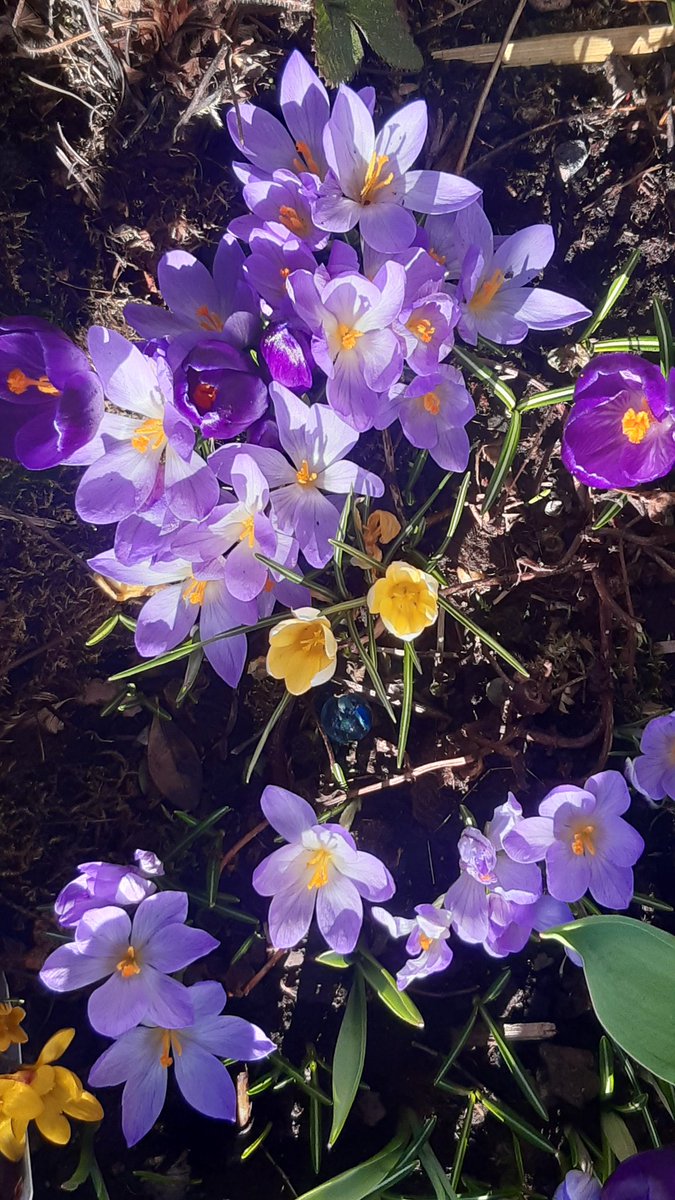 #Crocus! 
The internet tells me it's up to personal preference if you like to refer to the plural as a carpet of crocuses or a chorus of croci 🌷