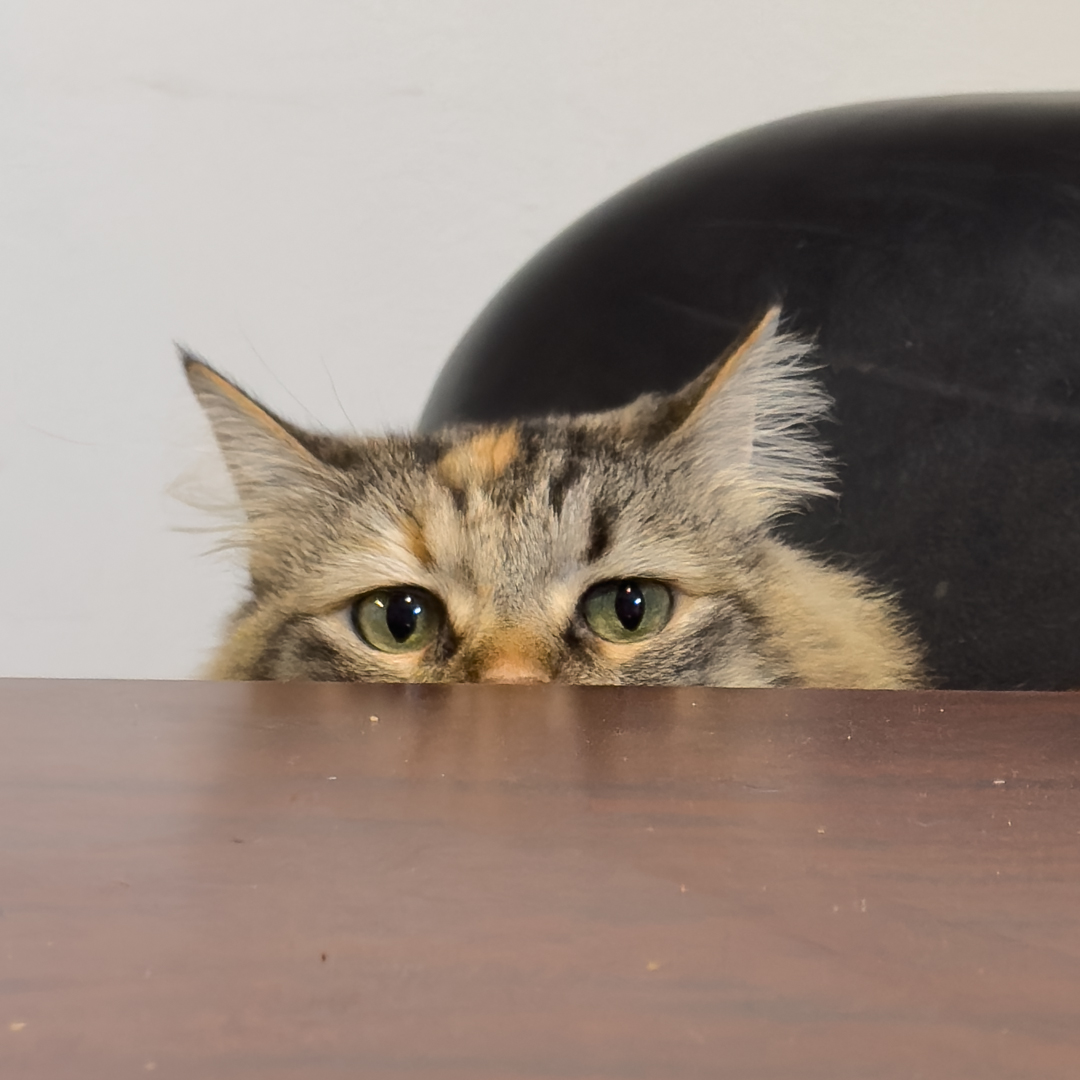 Texas Humane Heroes tweet media