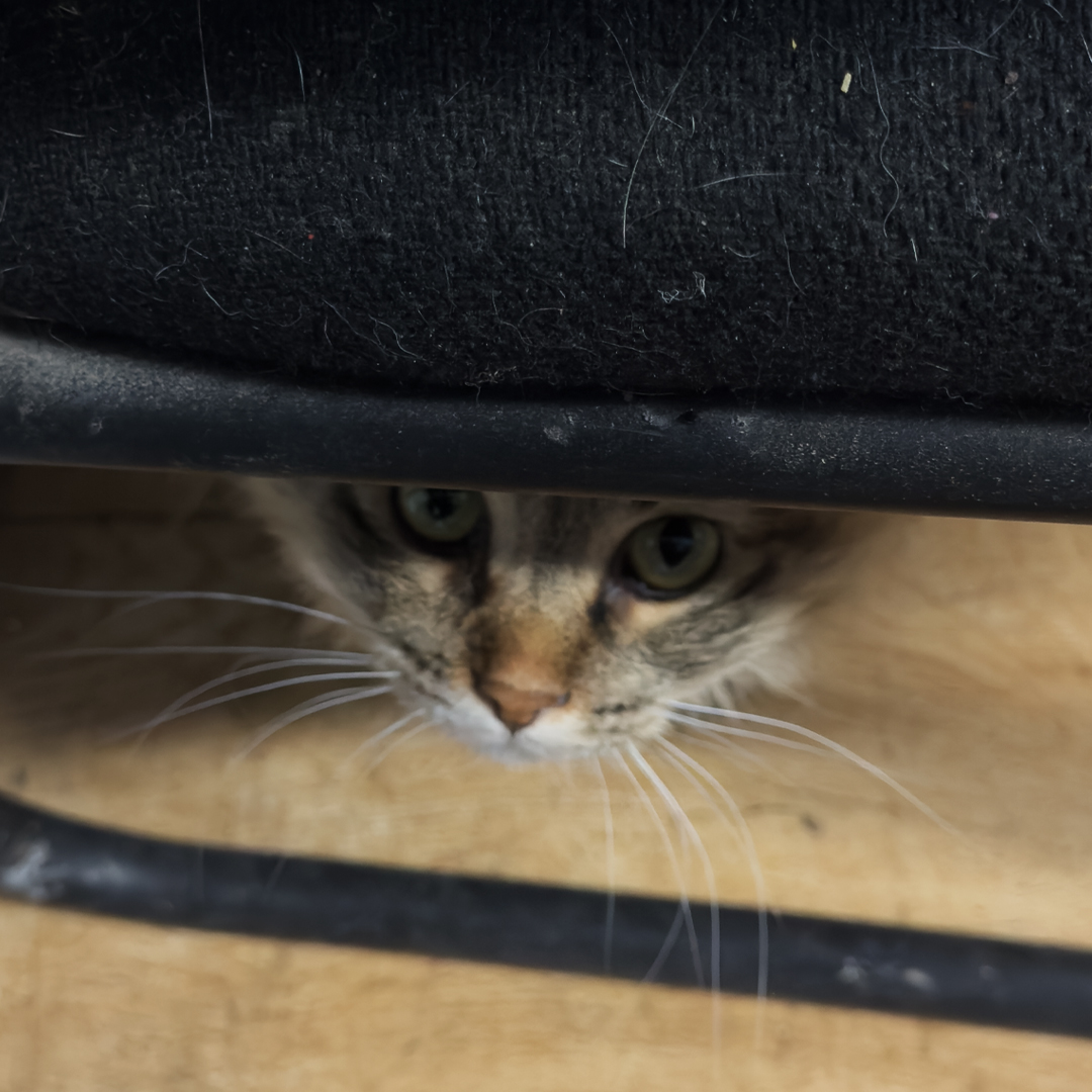 Texas Humane Heroes tweet media