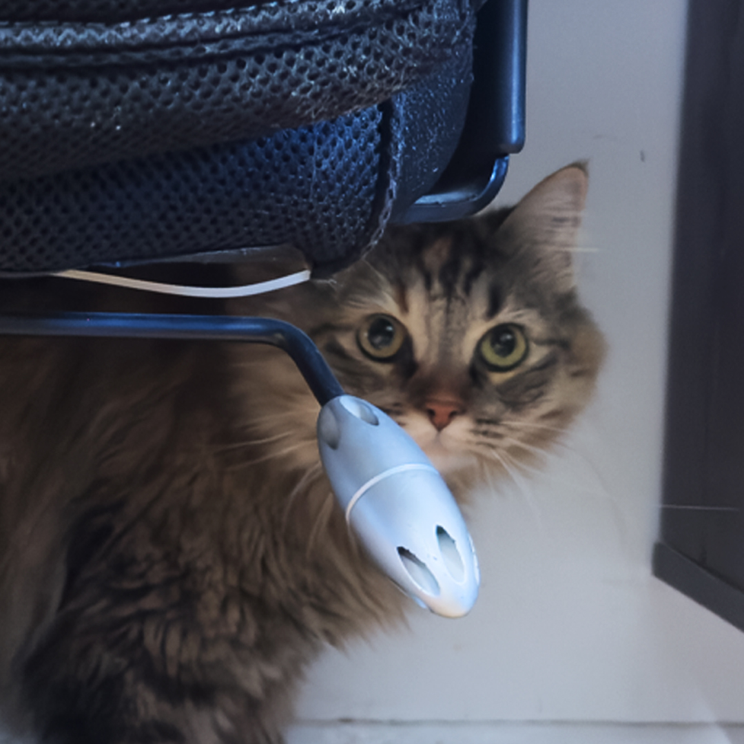 Destiny playing hide and seek

#TXHH #CatTwitter #Caturday