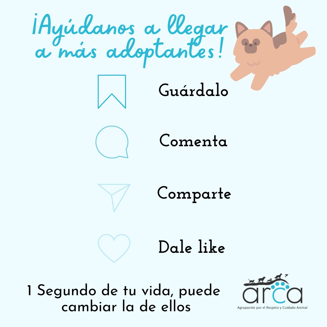 Fundacion Arca Chile tweet media