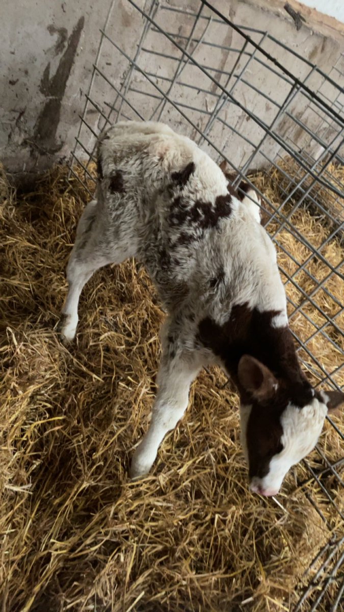 A first at home, 2 reds in a row!! Diamondback X Future Dreams Absolute Joy. Altitude X Milksource Storm Siren ET