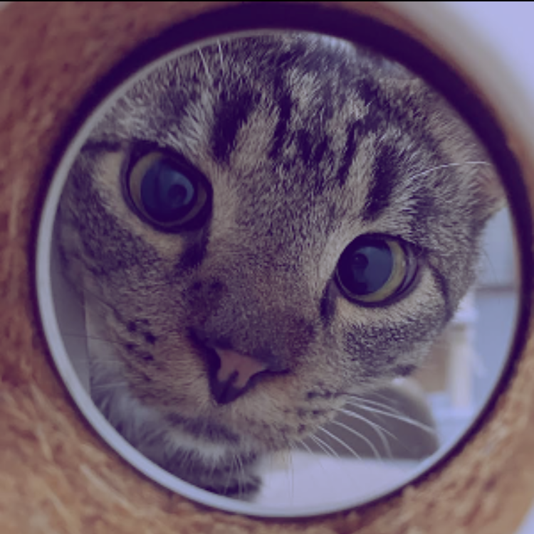 What color do kittens love the most? 

Purrple. 😻💕

#towncatsmh #happyaprilfools #catjokes #funny #caturday