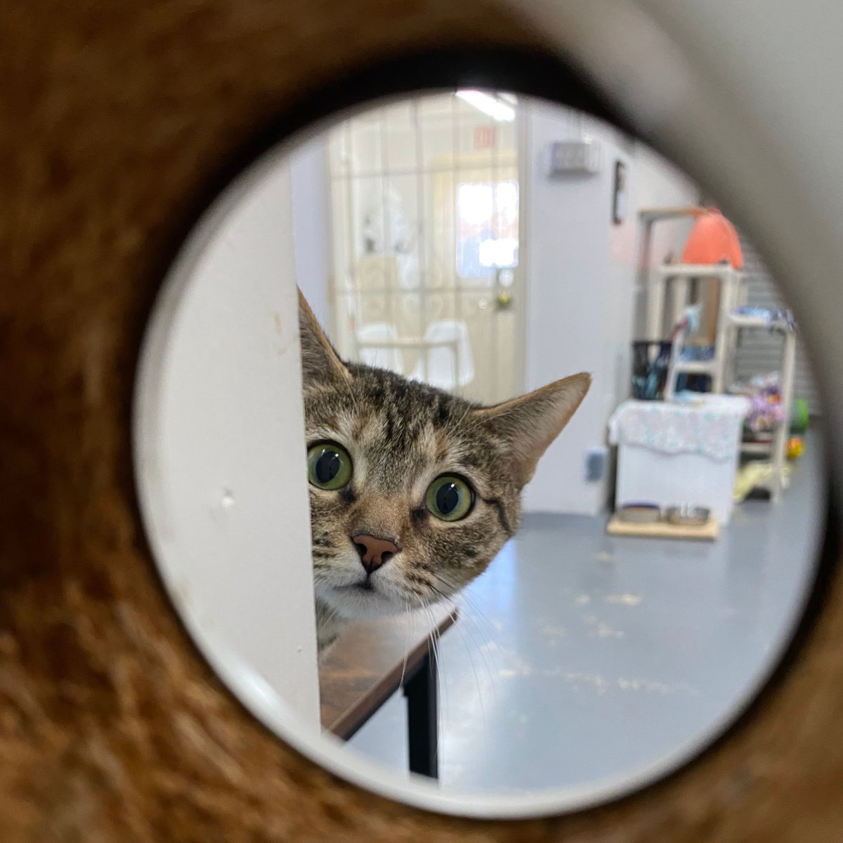 TownCats's tweet photo. What color do kittens love the most? 

Purrple. 😻💕

#towncatsmh #happyaprilfools #catjokes #funny #caturday https://t.co/wvCSa3EA7C