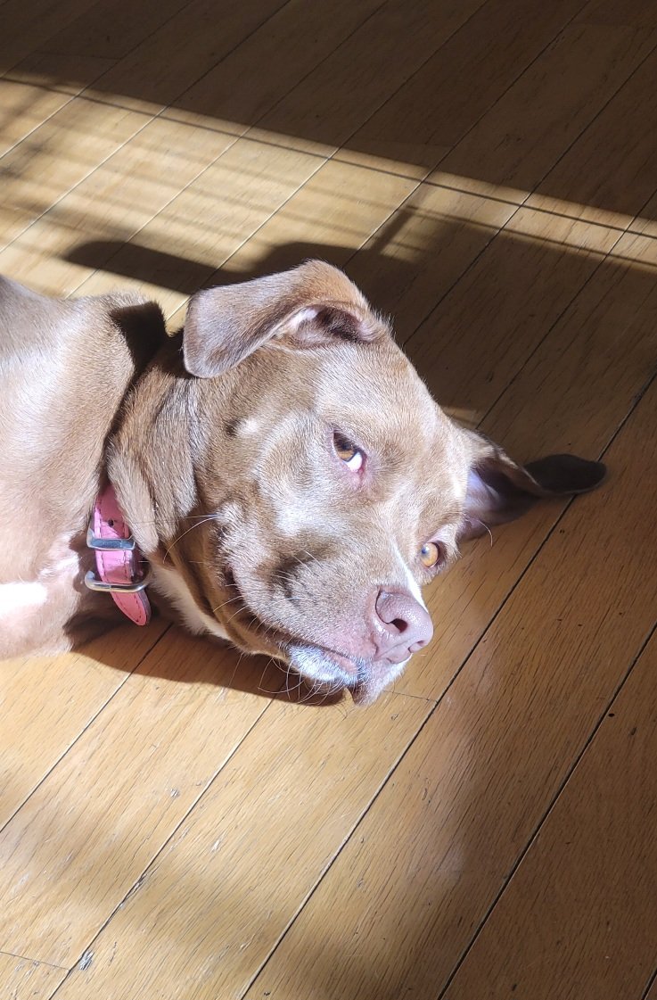 RageOfCage's tweet photo. @JoJoFromJerz Toshi says hello 😎❤️ https://t.co/ans3QdpDdb
