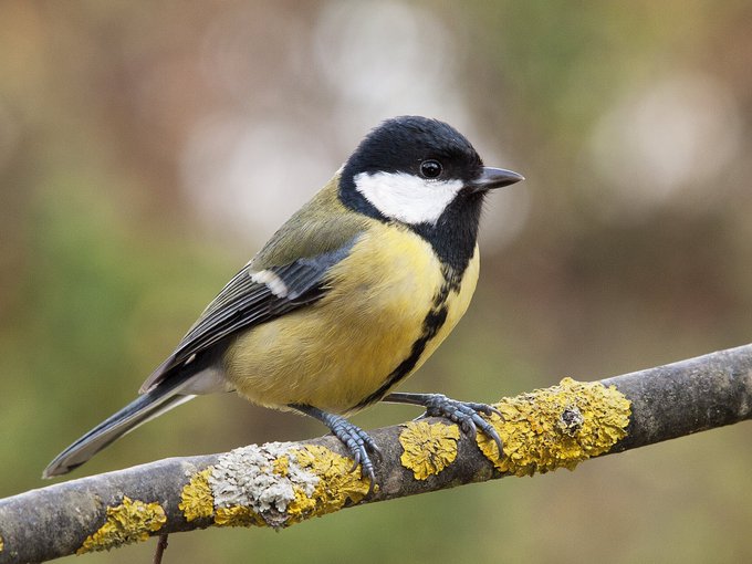 here&rsquo;s one tit https://t.co/McCqT7wmE0