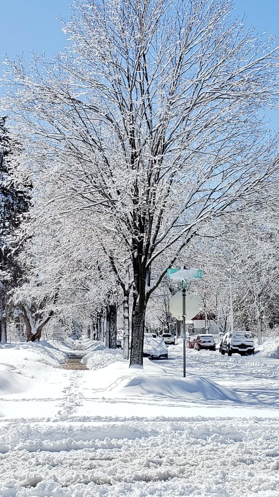 Saar0323's tweet photo. After an April snowfall. Minneapolis, Minnesota this morning. @StormHour @ThePhotoHour @NWSTwinCities https://t.co/SoJO2C48pH