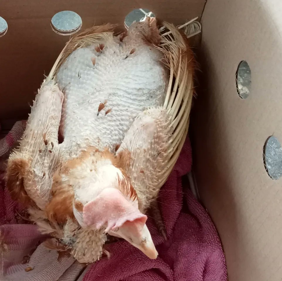 Not an April fool, it is in fact legal for fharmers to keep hens in this condition so you can eat your cheap eggs and processed food