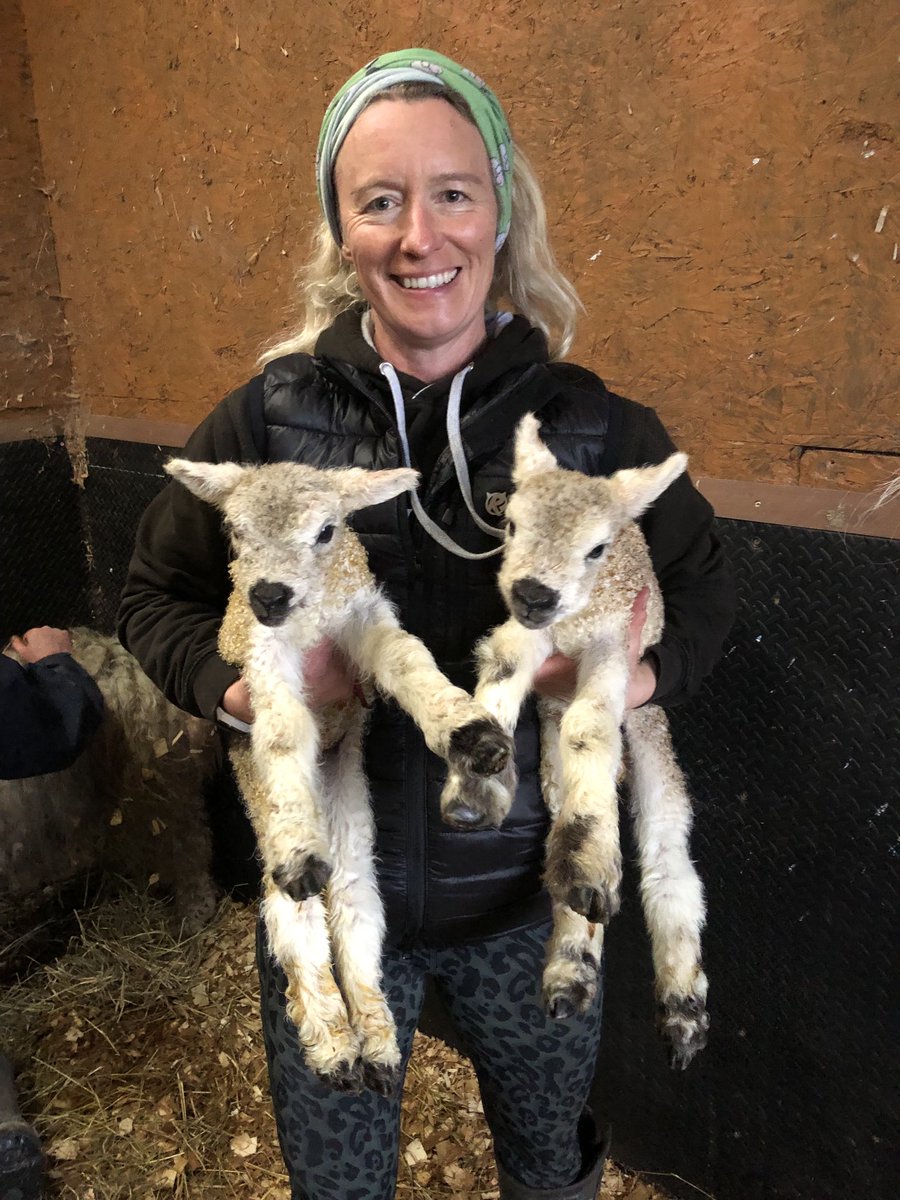 MandyPeffers's tweet photo. New addition to the menagerie; #Greyface Dartmoor lambs https://t.co/GHwyx27lmg