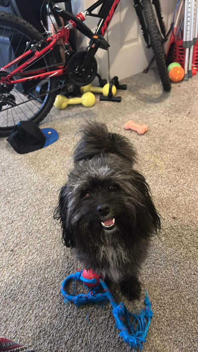 ShoshiGrace's tweet image. Me: “Bella, say cheese!”

Bella: “Okay here’s a good smile and oh what’s that you say now? You said strike a cute little pose too?! You got it human mommy!” 

She understood the Puppy Assignment! 

#BellaBoo #PupsOfIG #Pomapoo #PomapoosOfIG #OurSweetAndSassyGirl 💗