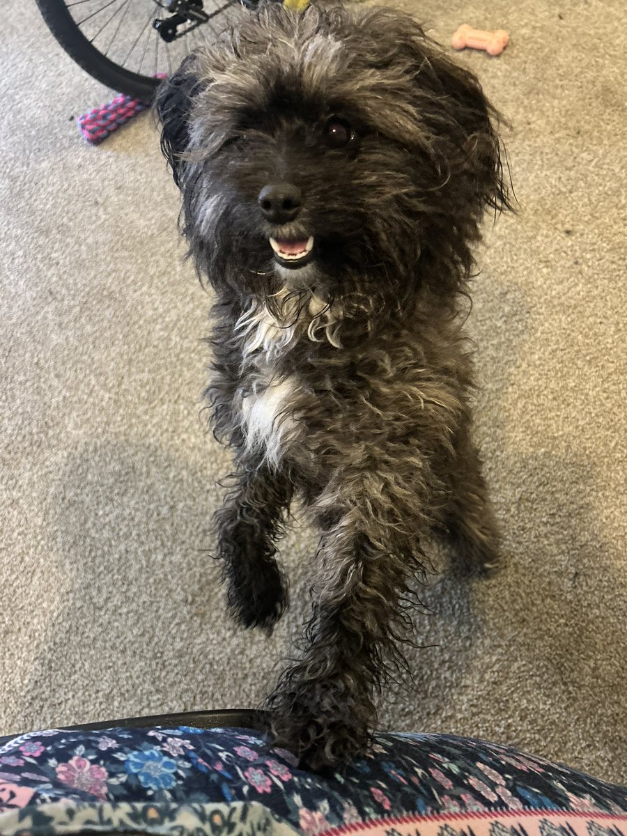 ShoshiGrace's tweet image. Me: “Bella, say cheese!”

Bella: “Okay here’s a good smile and oh what’s that you say now? You said strike a cute little pose too?! You got it human mommy!” 

She understood the Puppy Assignment! 

#BellaBoo #PupsOfIG #Pomapoo #PomapoosOfIG #OurSweetAndSassyGirl 💗