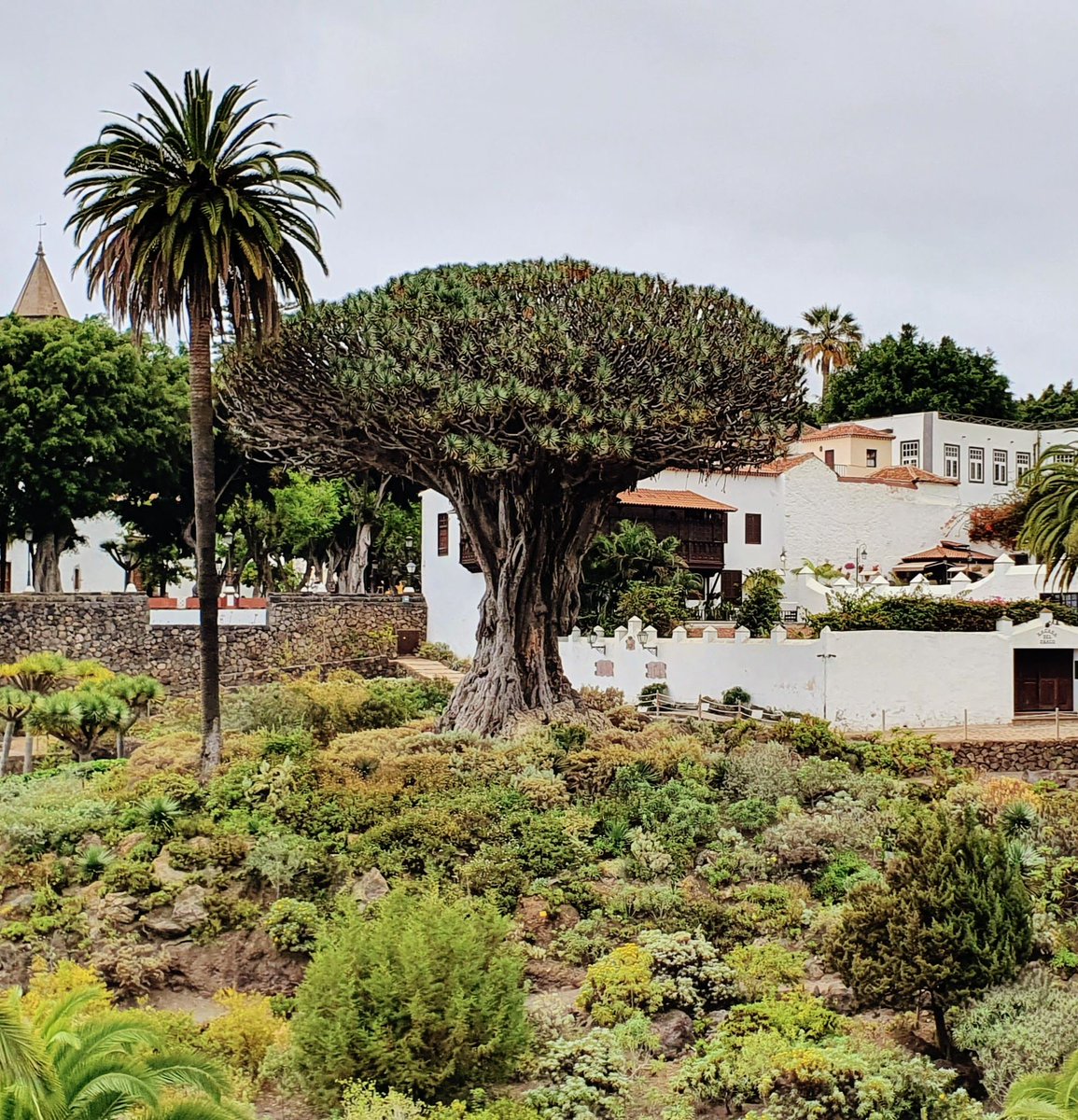 Drago Tree in Icod de los Vinos... Northern Tenerife 
🌳🌳🌳🌳🌳
#tenerife #FelizSabado #HappyWeekend #nature #NaturePhotography #photography #photooftheday #picoftheday #NatureBeauty #tourism #Travel #travelblogger #traveling #holidays #bookingnow #places
