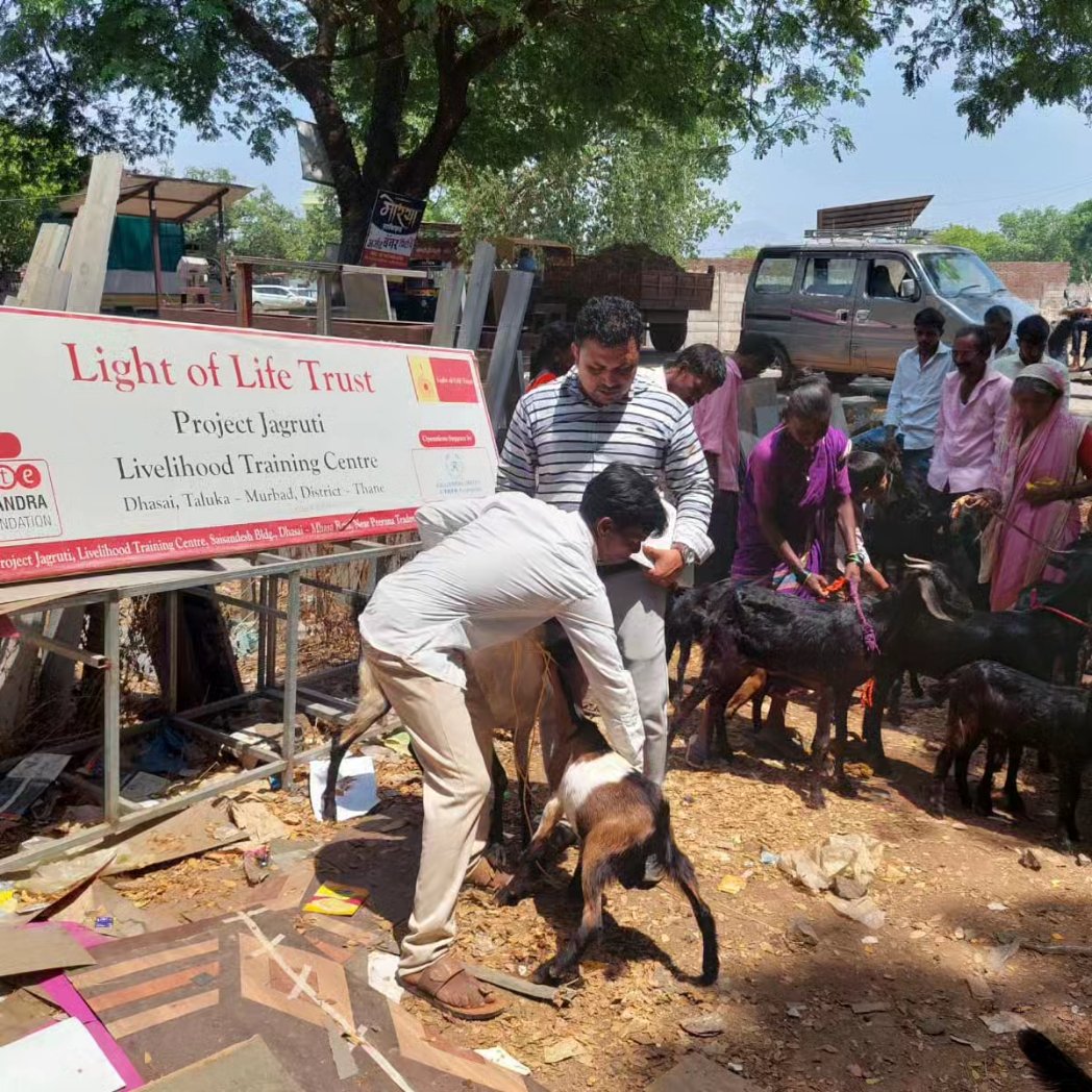 LightofLifeTrst's tweet photo. As part of Project Jagruti, Goat Kit Distribution took place at the Livelihood Training Center in Dhasai. The Goat Kit was distributed to 10 beneficiaries.
#goatkit #Beneficiaries #livelihoodtraining #livelihood #trainingcentre #LightofLifetrust https://t.co/z0OJq3ISKs