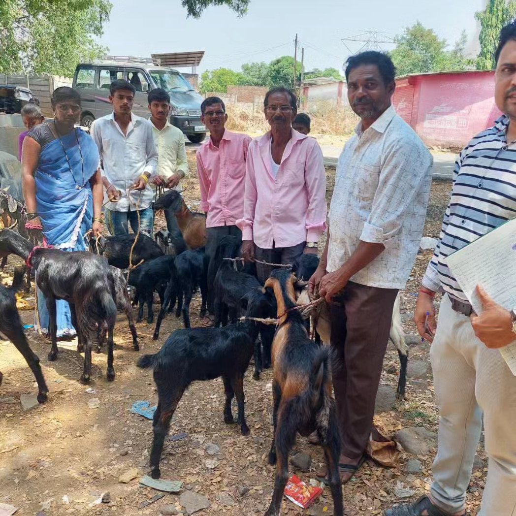 LightofLifeTrst's tweet photo. As part of Project Jagruti, Goat Kit Distribution took place at the Livelihood Training Center in Dhasai. The Goat Kit was distributed to 10 beneficiaries.
#goatkit #Beneficiaries #livelihoodtraining #livelihood #trainingcentre #LightofLifetrust https://t.co/z0OJq3ISKs