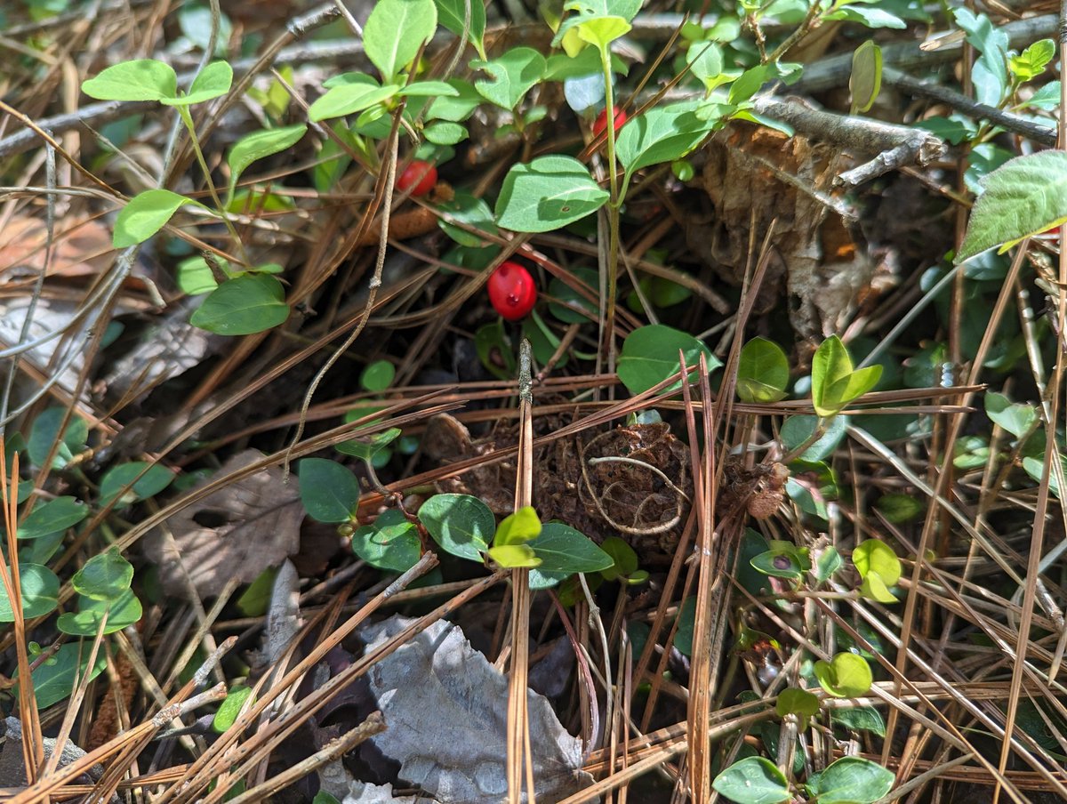 Went out for a run in #LakeLurleen State park this morning.Spring is in full bloom.😍🌸🏵️
#spring #nature #April1st