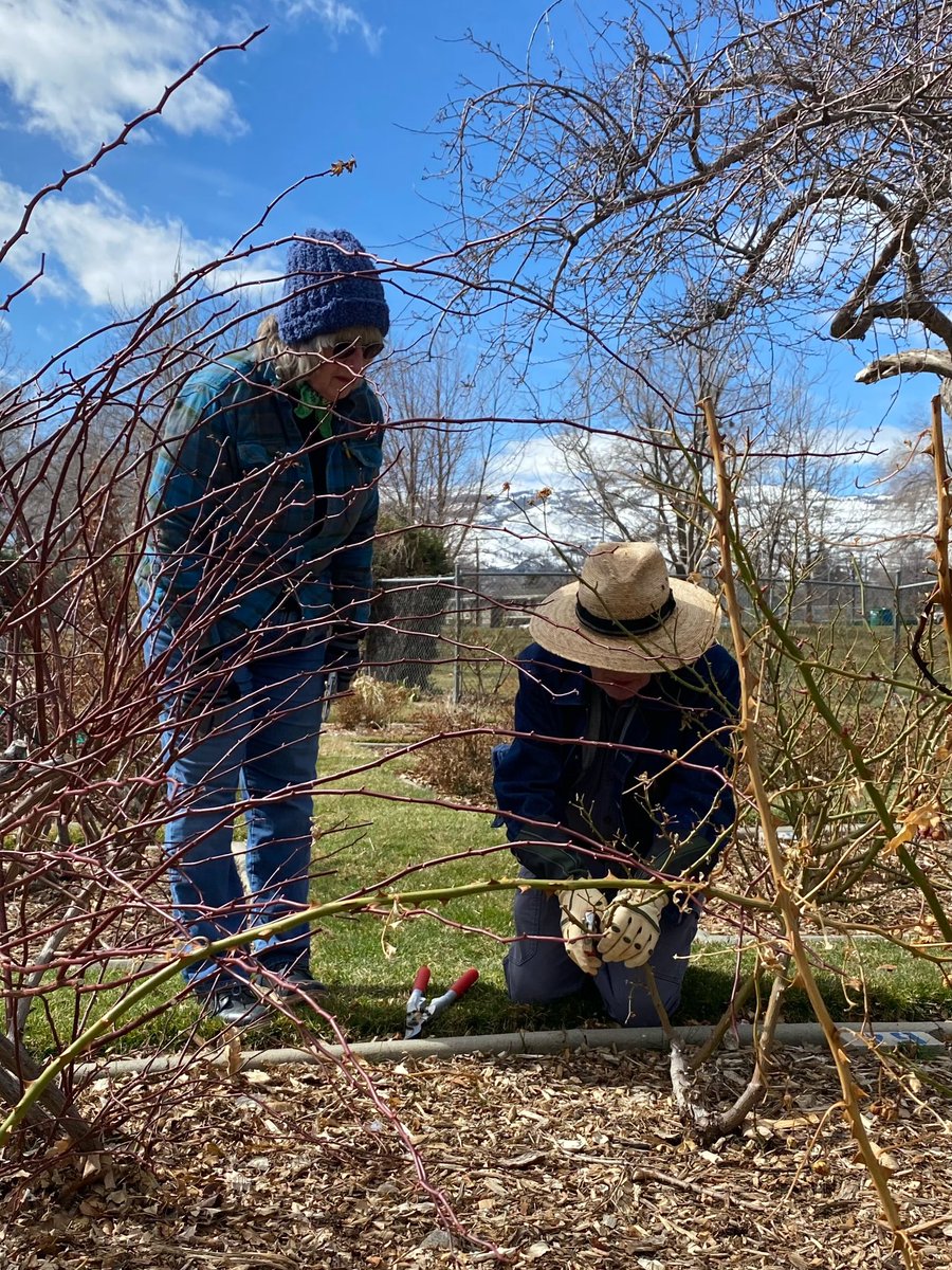 OurTownReno's tweet photo. #Reno Rose society giving pruning demonstrations today at the Idlewild Rose garden #keeprenogreen photos by @V_4Vazquez https://t.co/KXIrh91t3Y