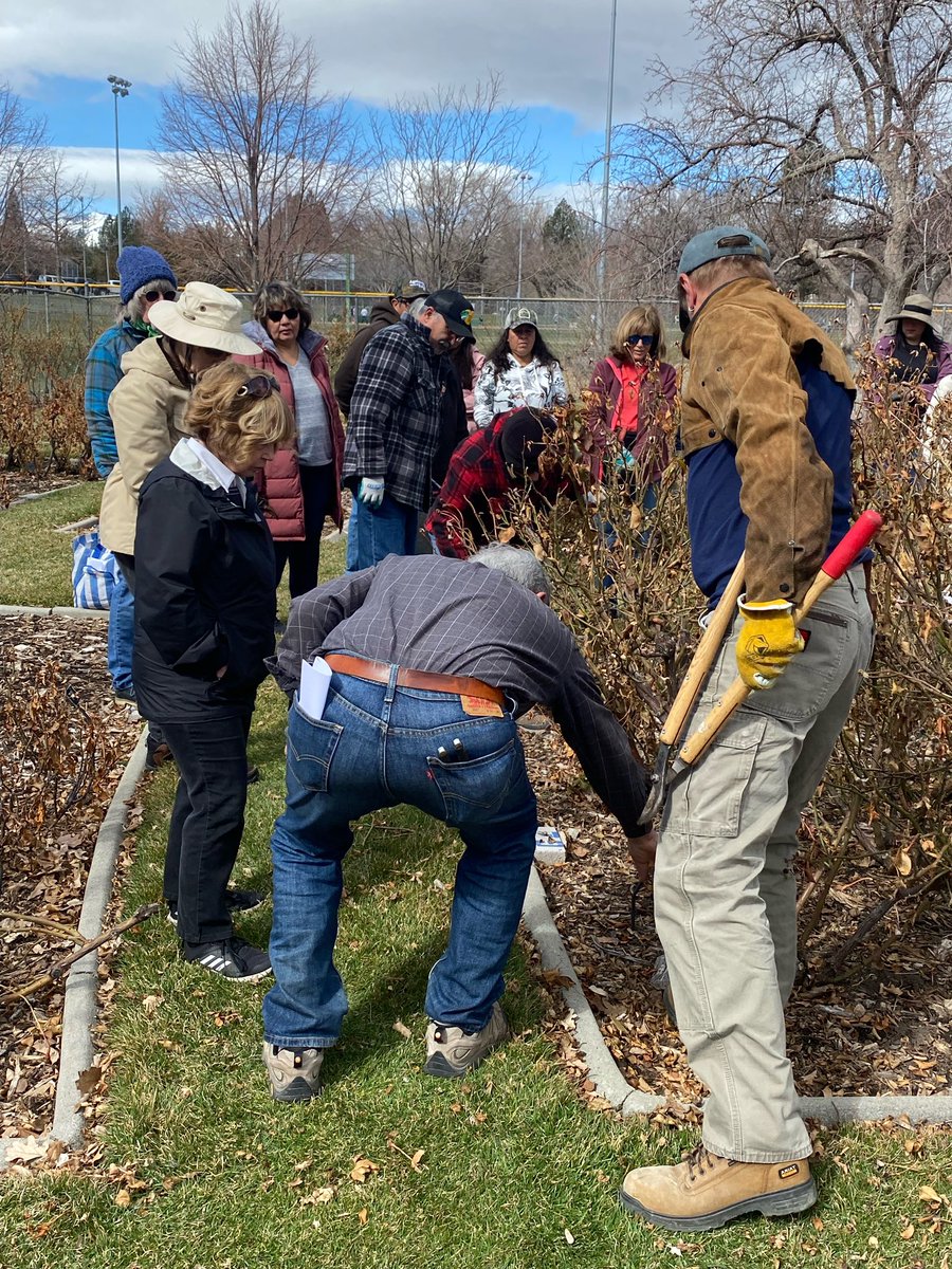 OurTownReno's tweet photo. #Reno Rose society giving pruning demonstrations today at the Idlewild Rose garden #keeprenogreen photos by @V_4Vazquez https://t.co/KXIrh91t3Y