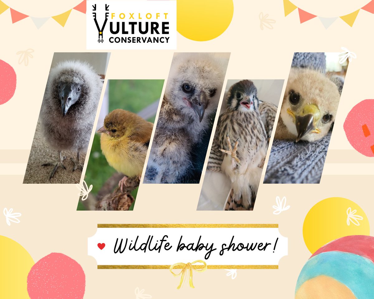 There's still time to join in and help us outfit our hospital to give more wild babies a second chance at life this year!
rb.gy/zumotx
The busy baby bird rehab season is about to start and we're hosting a 'baby shower' to help us get much needed supplies: