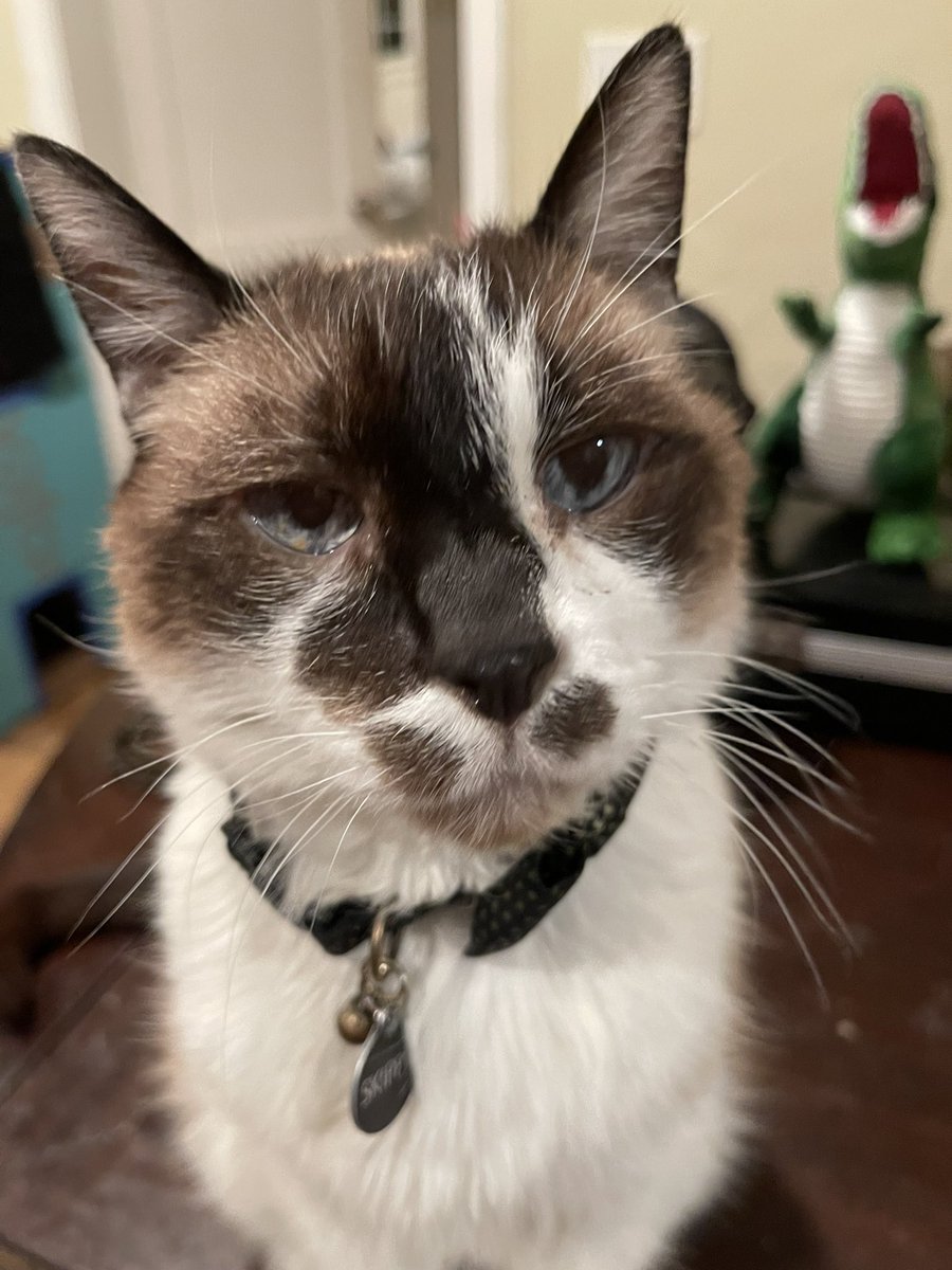 Andrea56822453's tweet photo. Mama said there is a dinosaur behind me. It must be another of her silly #AprilFoolDay pranks. I’m not falling for it this time!🙄🤭
#Caturday #CatsOfTwitter #PhotoChallenge2023April https://t.co/fOKM3FwrYa