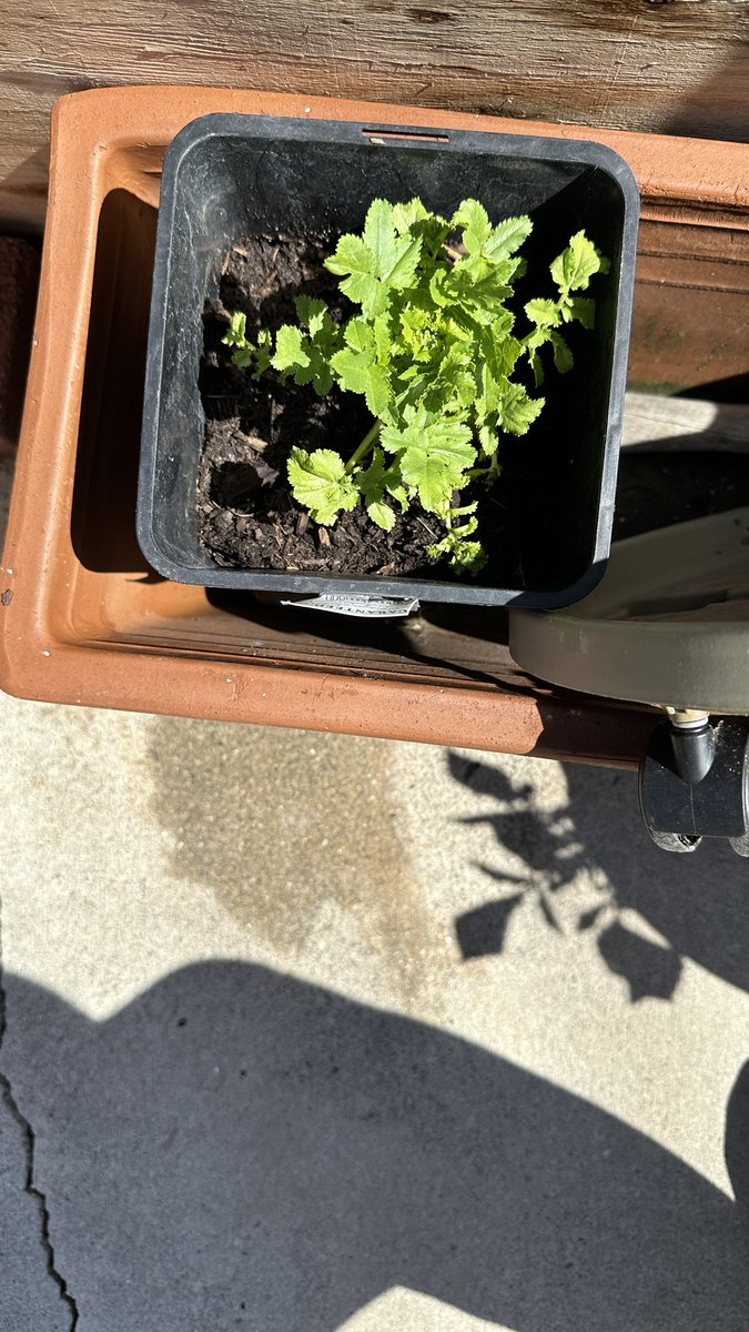 Michelle M on Twitter "RT originalspin My post pandemic produce