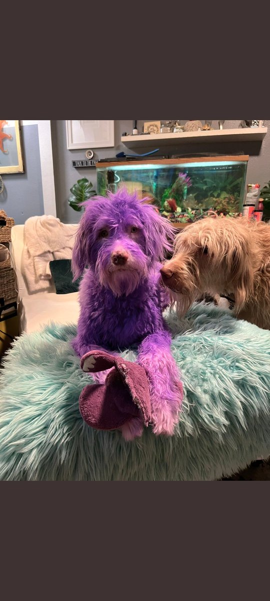 E🇺🇲🇵🇱 on Twitter "Did you see PAC??? He is believed to be the only