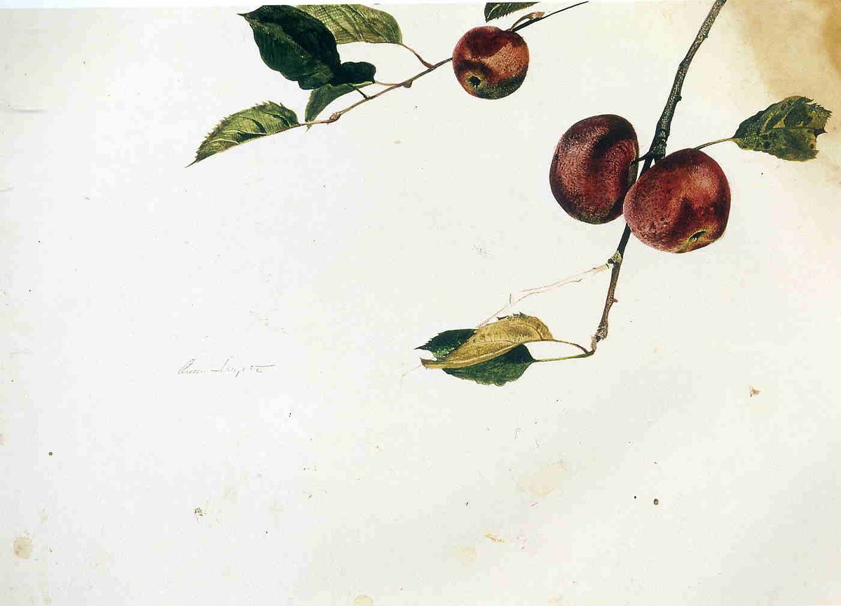 andrewwyethart's tweet photo. Apples on a Bough, Study Before Picking #wyeth #andrewwyeth https://t.co/wz610HPpOB https://t.co/8LsSuheigc