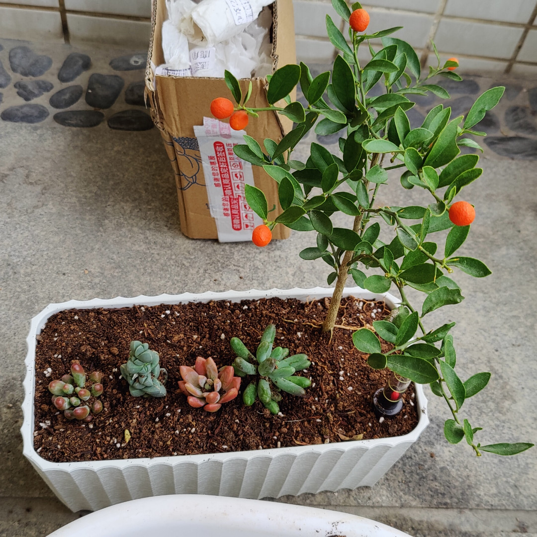 evosystem_jp's tweet photo. 暖かくなって桜の季節になりましたね。
ベランダの植物に多肉植物を新たに迎えて寄植えにチャレンジしてみましたが、その後雨が続いてしまい根元が腐り始めてきてしまいました😥
一旦室内に避難させて様子を見ていますが、元気に復活してくれるでしょうか。 https://t.co/9el8iPPhGK