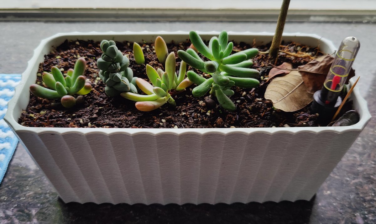 evosystem_jp's tweet photo. 暖かくなって桜の季節になりましたね。
ベランダの植物に多肉植物を新たに迎えて寄植えにチャレンジしてみましたが、その後雨が続いてしまい根元が腐り始めてきてしまいました😥
一旦室内に避難させて様子を見ていますが、元気に復活してくれるでしょうか。 https://t.co/9el8iPPhGK