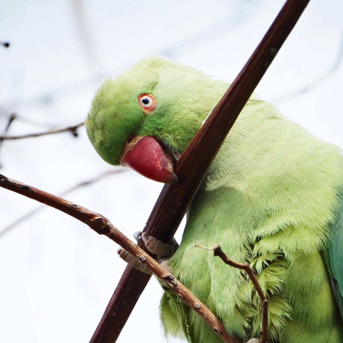 #NewProfilePic
📍Yeşil Papağan