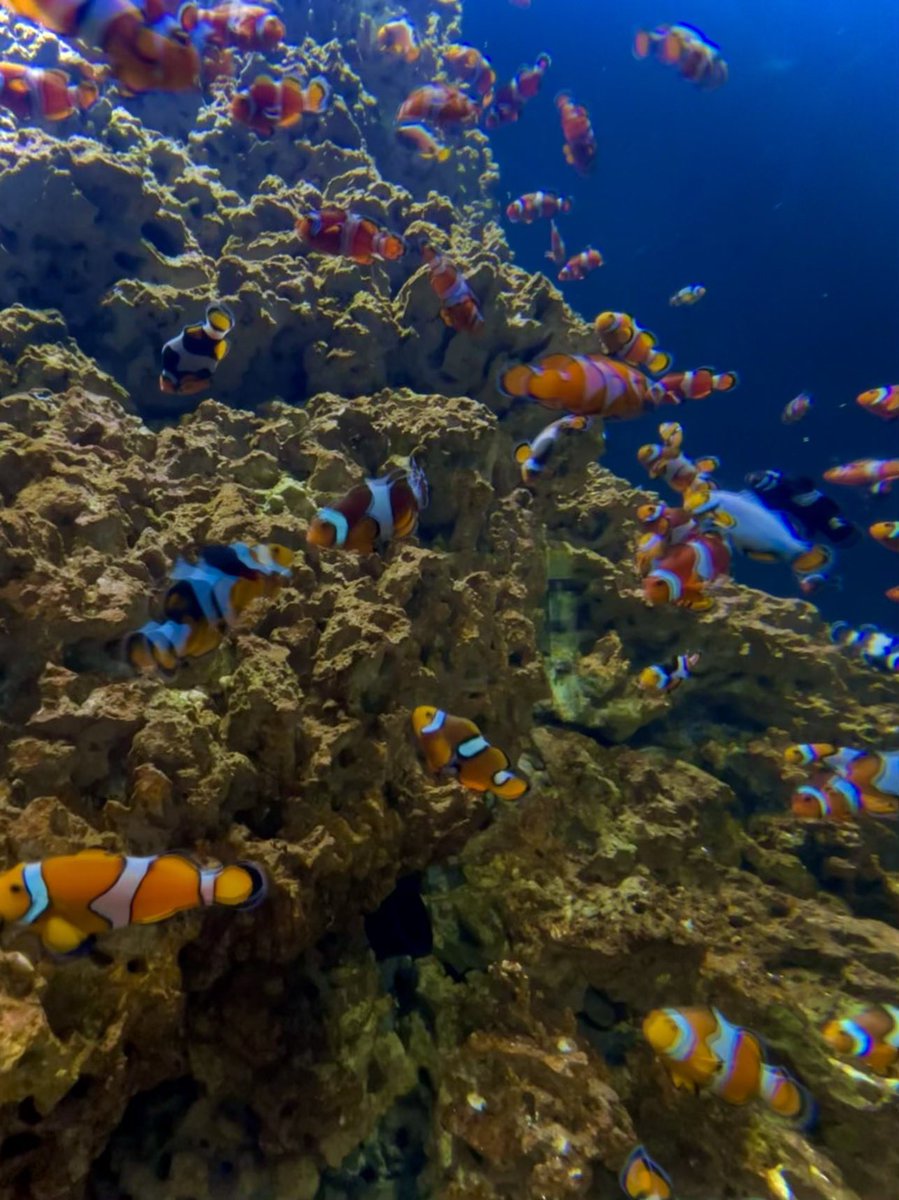 iidlua's tweet image. 🏄🏻‍♂️🌐☁️ ✨🎏