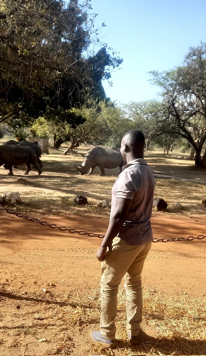 Rhinos 
Ziwa Rhino sanctuary 
Uganda 🇺🇬 tourism 
#safariguide