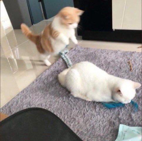 ShouldHaveCat's tweet photo. https://t.co/Kl8m6ajGLi