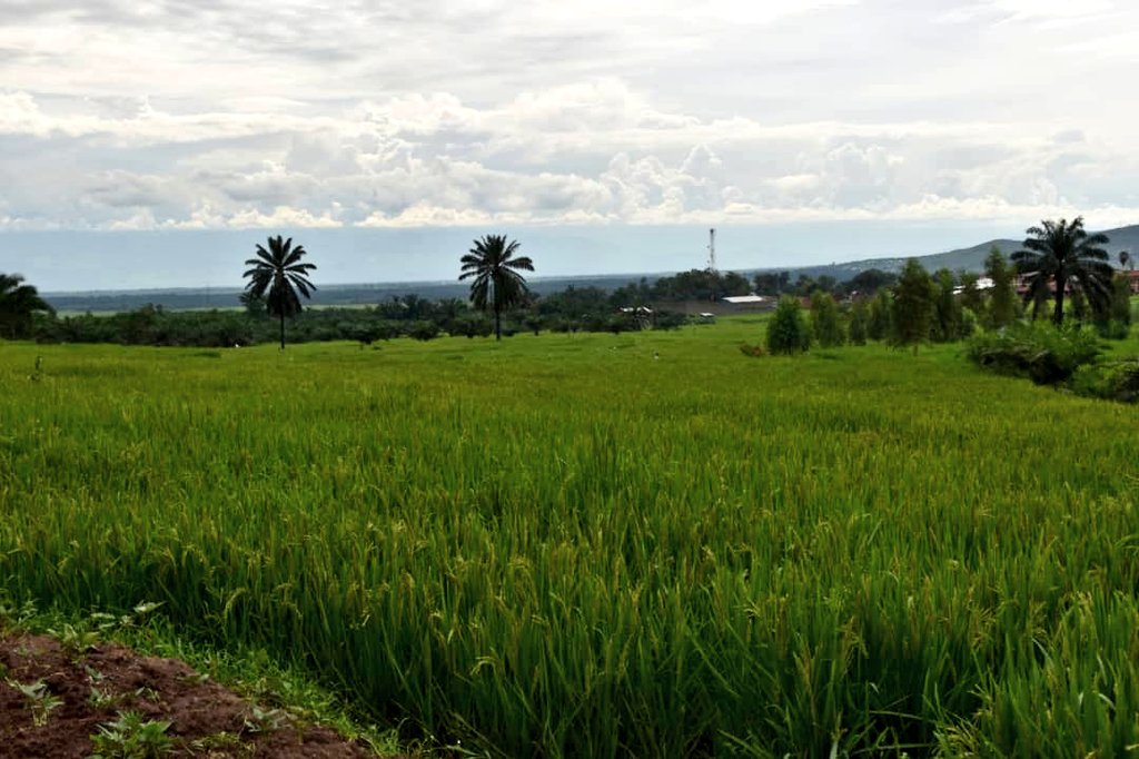 Urugendo rwiwe Umukuru w'igihugu Evariste Ndayishimiye yarubandanirije ku mutumba Gifurwe, uri muri zone Musenyi, Komine Mpanda, @BubanzaProvince.Akaba yari agiye kuraba imirima yiwe yimbuwemwo ibigori,Ubu bakaba bahateye ibiharage. Yaciye agendera ahari imirima yiwe y'umuceri.