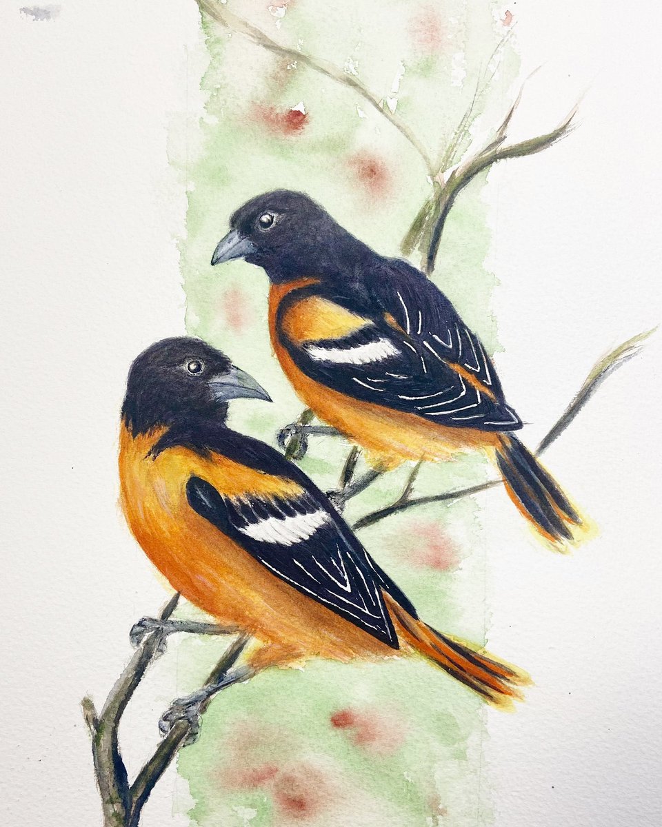 I painted these orioles yesterday. Today I went to a gallery showing some  wonderful work done by an artist who focuses on threatened species. That’s always an odd mix of inspiration and wanting to never pick up a brush again!