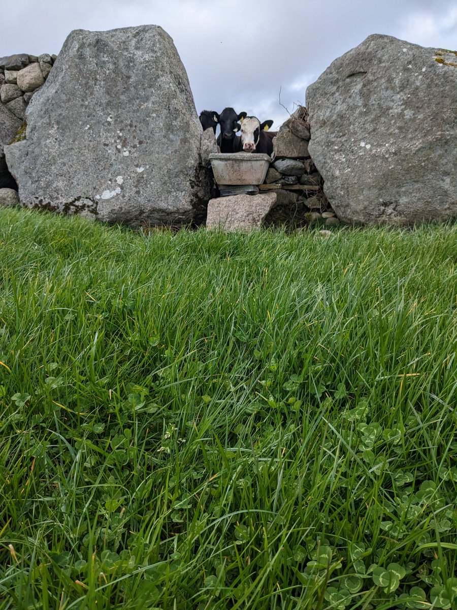 Diarmuid Mulkerrins tweet media