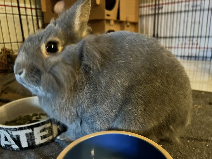 The operation was a success, I have become a real life rabbit. 🐰 https://t.co/AqmkfLGzu2<a href="/tag/animenyc"class="tags"><span>#animenyc</span></a>