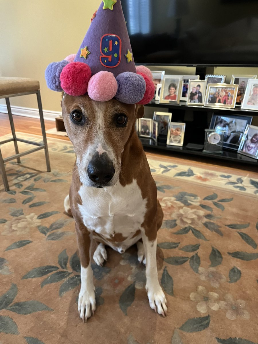 RockyRockstr's tweet photo. Happy Birthday to Me!!! 9 Years Old 🎈🎈🎈 https://t.co/dyBmhma6zj