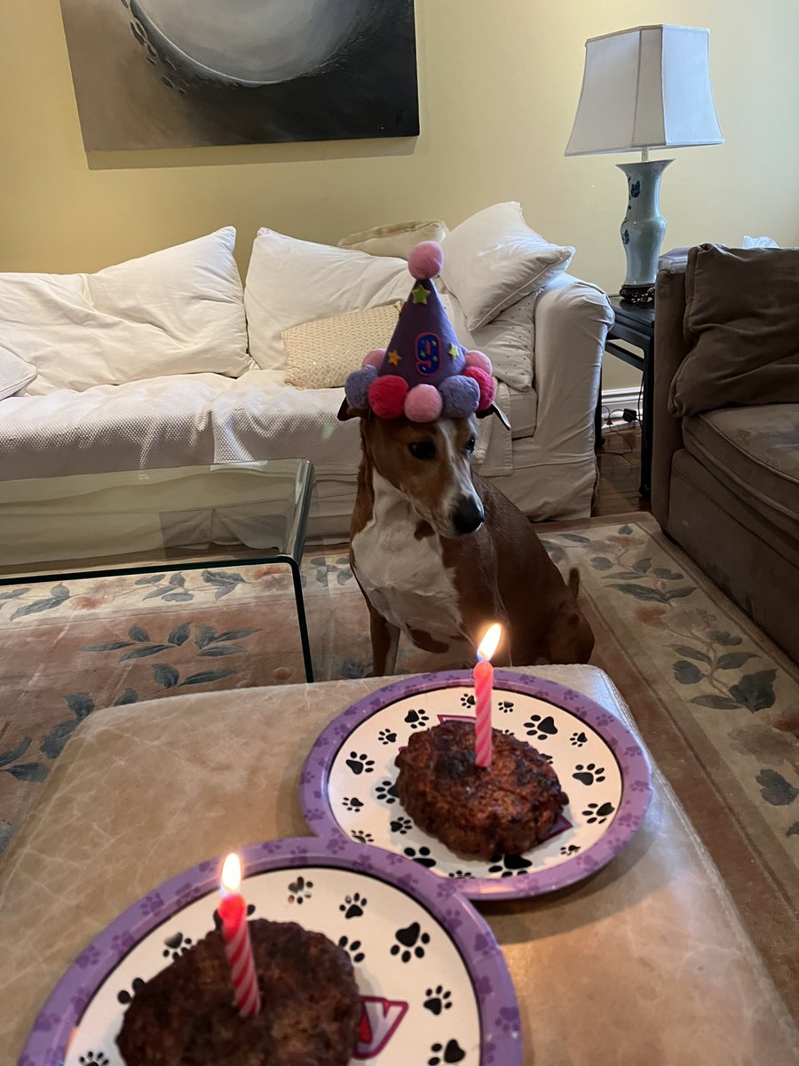 RockyRockstr's tweet photo. Happy Birthday to Me!!! 9 Years Old 🎈🎈🎈 https://t.co/dyBmhma6zj