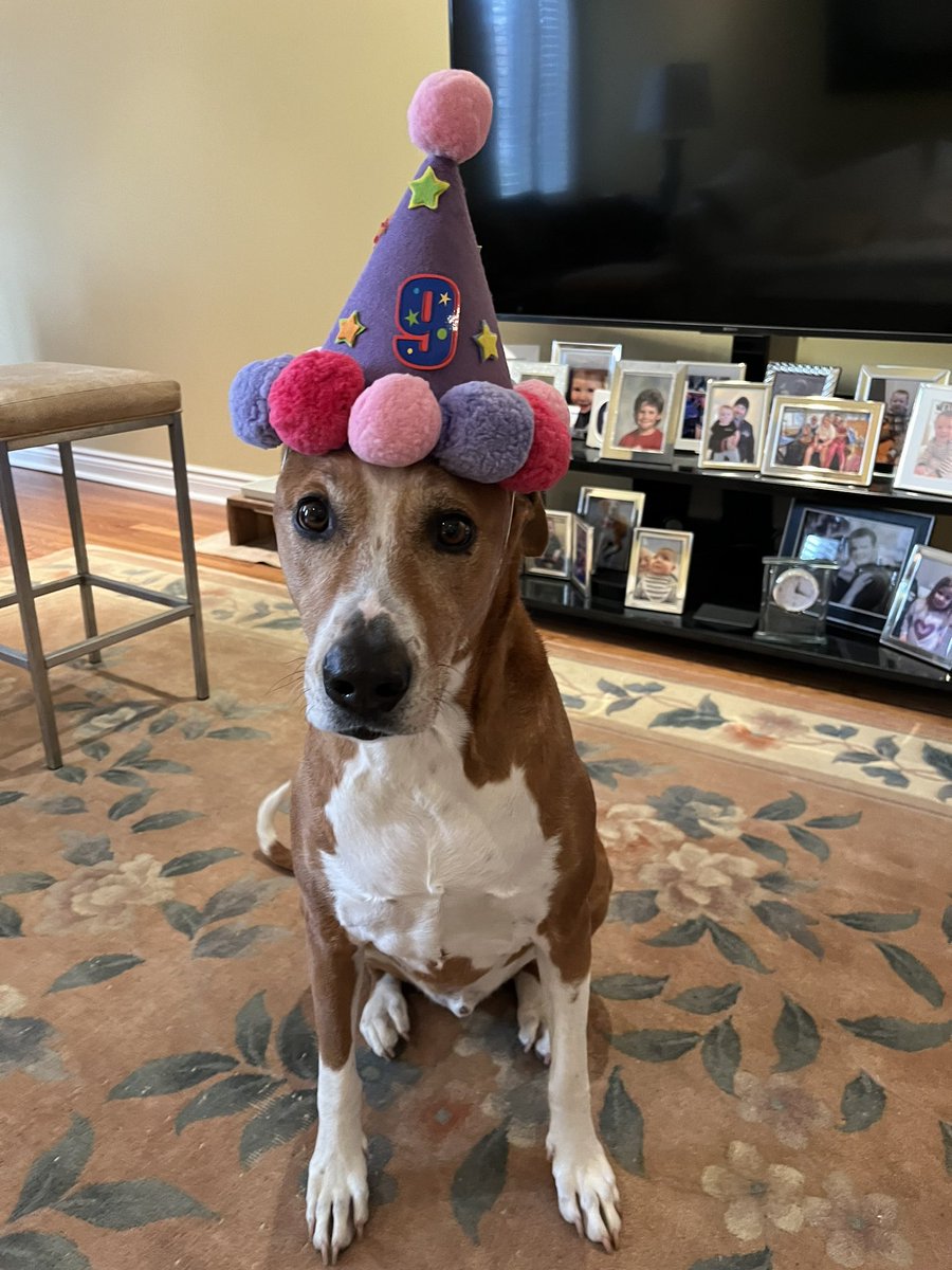RockyRockstr's tweet photo. Happy Birthday to Me!!! 9 Years Old 🎈🎈🎈 https://t.co/dyBmhma6zj