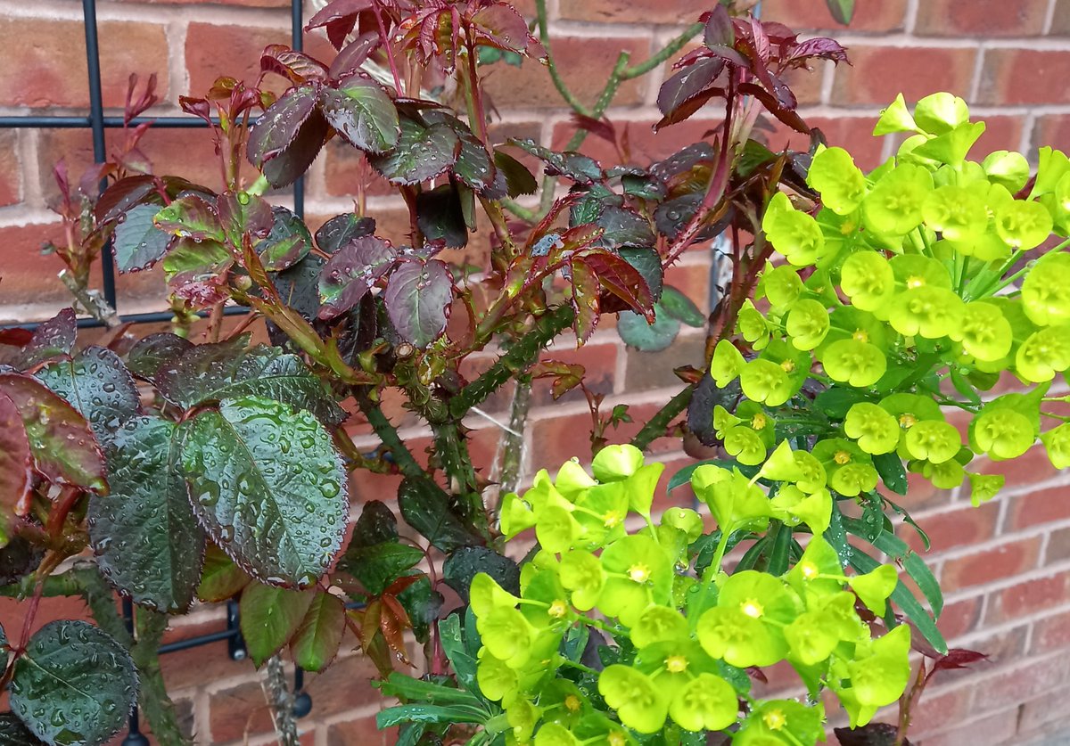 BerringtonBear's tweet photo. A striking, albeit accidental, Spring colour combo of euphorbia characias  and the fresh leaves of rose Munstead Wood @HardyPlantSoc @tamsinwesthorpe #Springflowers https://t.co/o7vZunaZq8