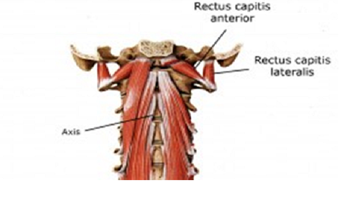 drdozellodc's tweet photo. Two Minutes of Anatomy: Deep Cervical Flexors AKA Deep Neck Flexors
Dr Donald A Ozello DC
#anatomy #anatomyandphysiology #neck #cervicalspine #neckanatomy #cervicalspineanatomy #neckmuscles #cervicalspinemuscles #cervicalretraction #neckretraction #posture https://t.co/WuUYyx6vUR https://t.co/mdR0ijwtNB
