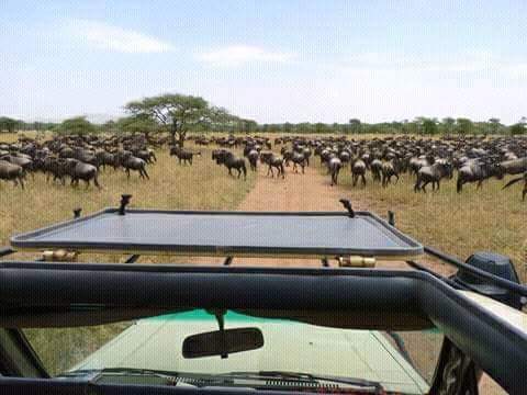 MstSafaris's tweet photo. https://t.co/XUjqhPVw7x