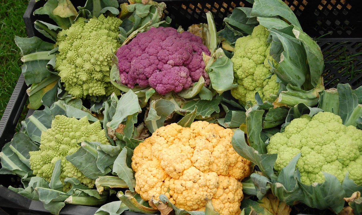 MinisterMorning's tweet photo. Cauliflower is a very versatile cruciferous vegetable. It can be used to make a multitude of healthy dishes — and also tastes good on its own.
 
 https://t.co/iPXxFWgG2s
 #ministersmorning https://t.co/hdgqTgckKP
