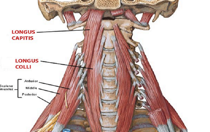 drdozellodc's tweet photo. Two Minutes of Anatomy: Deep Cervical Flexors AKA Deep Neck Flexors
Dr Donald A Ozello DC
#anatomy #anatomyandphysiology #neck #cervicalspine #neckanatomy #cervicalspineanatomy #neckmuscles #cervicalspinemuscles #cervicalretraction #neckretraction #posture https://t.co/WuUYyx6vUR https://t.co/WZRg5sKV6n