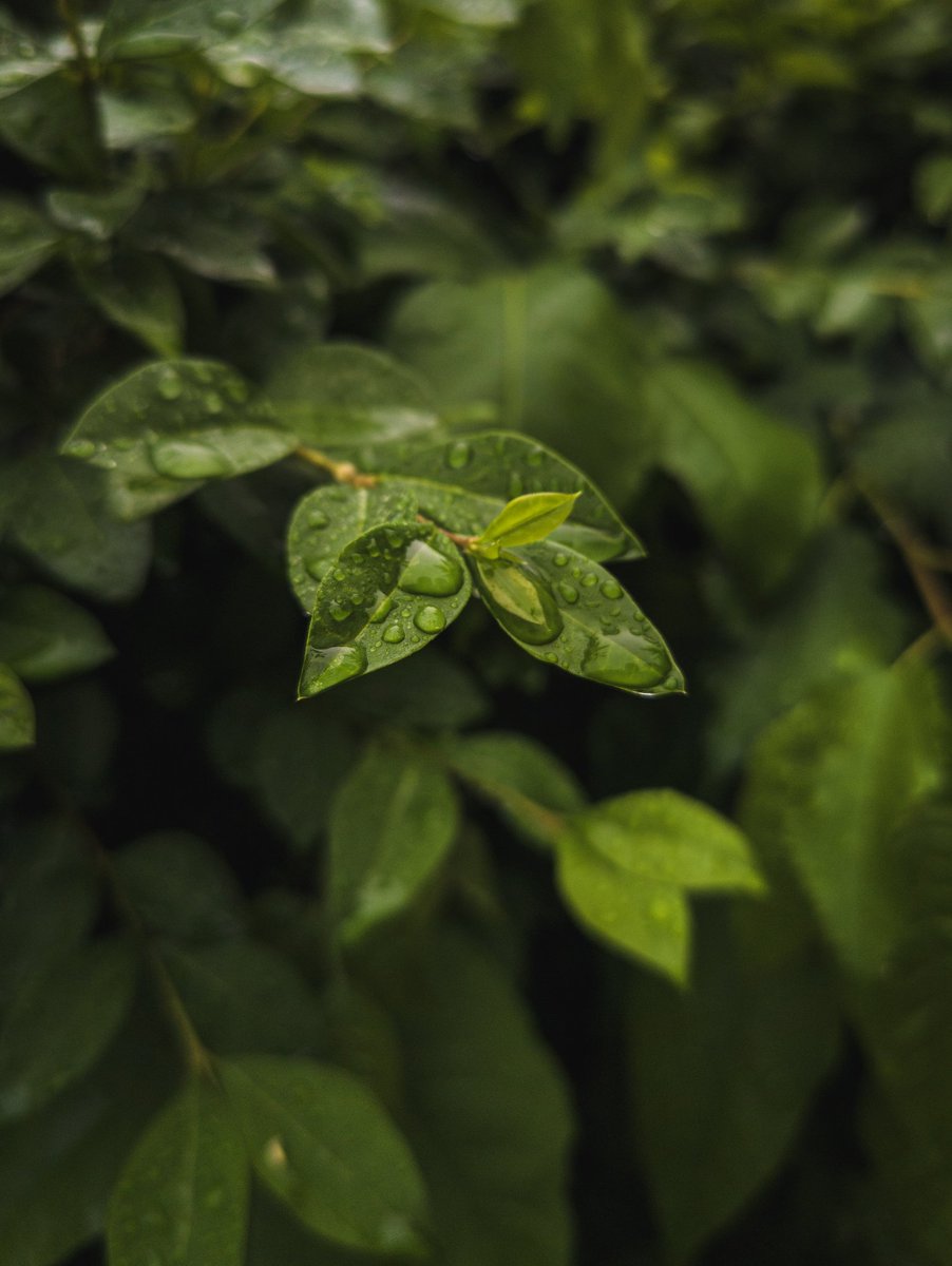 jeffrey_jpeg's tweet photo. Some shots while I work on getting more for the #Springonsnapdragon challenge. All taken with a @oneplus device ๐ #ShotOnSnapdragon #shotononeplus
#HydratePlease https://t.co/Ufo0e0UgPJ